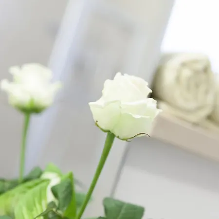 Rosa 3*